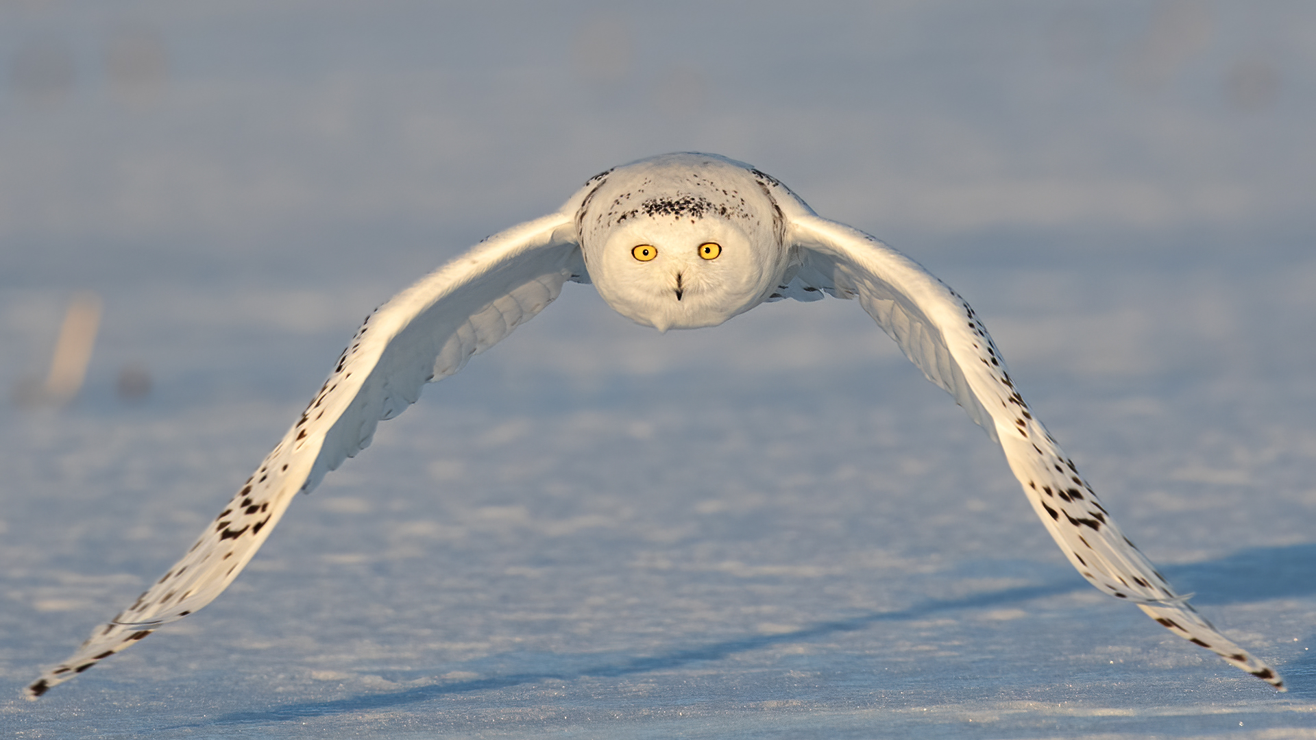 Snowy Owl